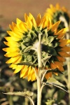 Behind A Yellow Sunflower