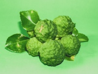 Bergamot Fruit Herb