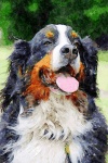 Bernese Mountain Dog Watercolour
