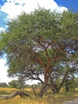 Big Tree In African Wilderness