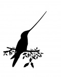 Bird Silhouette Hummingbird