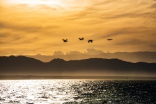 Birds Fly Over The Salton Sea