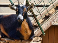 Black And Brown Goat