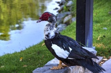 Black And White Red-Head Duck