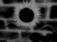 Black And White Sunflower