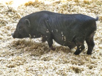 Black Baby Pig