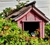 Blue Bird In Red Birdhouse
