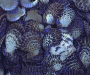 Blue Clam Shells Background