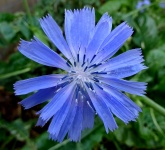 Blue Petal Flower