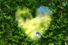 Bluebird Of Love