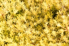 Bright Yellow Plant Background