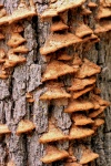 Brown Bracket Fungi On Tree