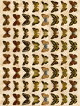 Brown Butterflies Collage Sheet