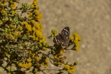 Buckeye Butterfly On Yellow Flower