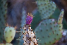 Budding Nopal Cactus