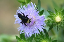 Bumble Bee On Purple Aster