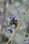 Bumble Bee On Purple Wildflower