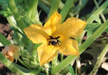 Bumble Bee On Squash Bloom