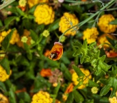 Bumblebee In Poppy Flower