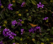 Butterfly On Purple Flowers
