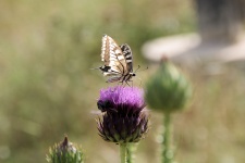 Butterfly On Purple Thistle