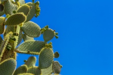 Cactus Against Blue Sky