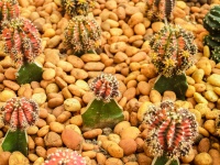 Cactus Desert Plant