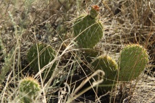 Cactus Out In The Prairie