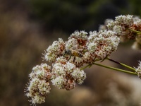 California Buckwheat And A Bee