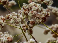California Buckwheat And A Bee