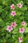 Cascading Pink Periwinkles