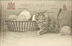 Cat, Kitten Vintage Postcard