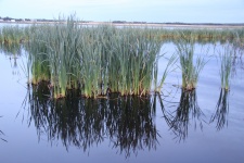 Cattails In A Marsh