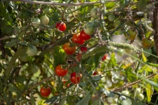 Cherry Tomatoes On The Vine