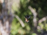Chestnut Hummingbird In Flight