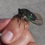 Cicada On Finger