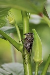 Cicada On Okra Plant