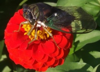 Cicada On Zinnia