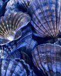 Clam Shell Background
