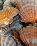 Clam Shells Background