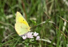 Clouded Sulphur Butterfly Close-up