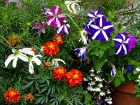 Colorful Potted Garden Flowers