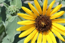 Common Sunflower And Bud