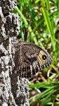 Common Wood Nymph Butterfly On Tree