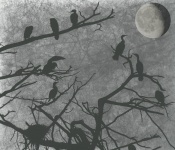 Cormorants And Moon