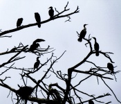 Cormorants Silhouetted On Bare Tree