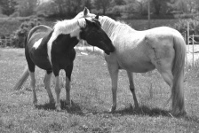 Couple Of Horses