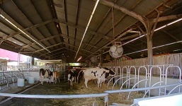 Cow Barn