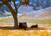 Cows Under Shady Tree