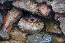 Crab On Rocks
